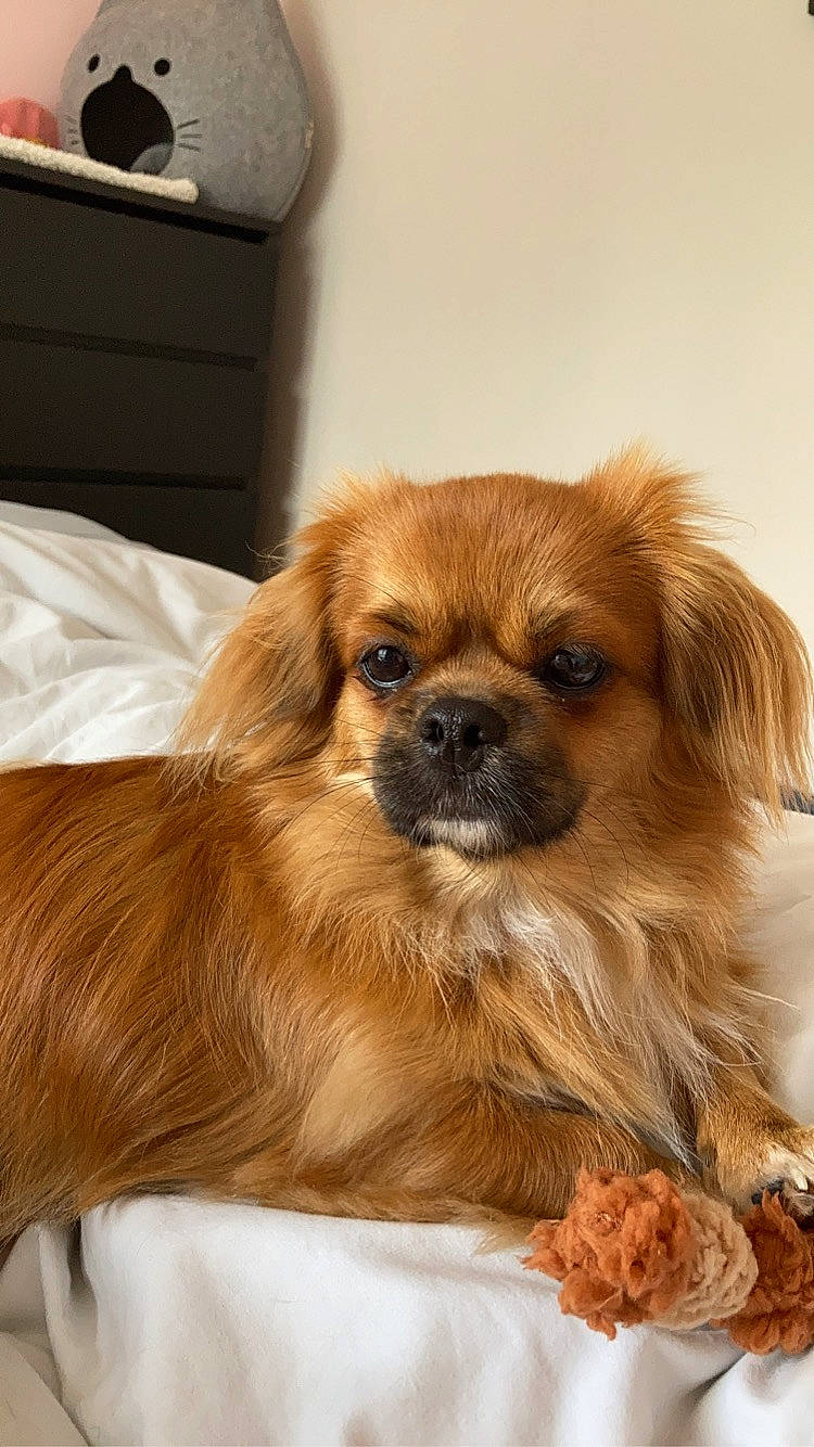 Oscar participe au concours pour gagner de l'argent avec cette photo : ancient_dog_breeds, canidae, carnivore, chinese_imperial_dog, companion_dog, dog, dog_breed, fawn, fur, japanese_chin, mammal, pekingese, puppy, rare_breed_dog, snout, sporting_group, tibetan_spaniel, toy_dog, vertebrate, whiskers