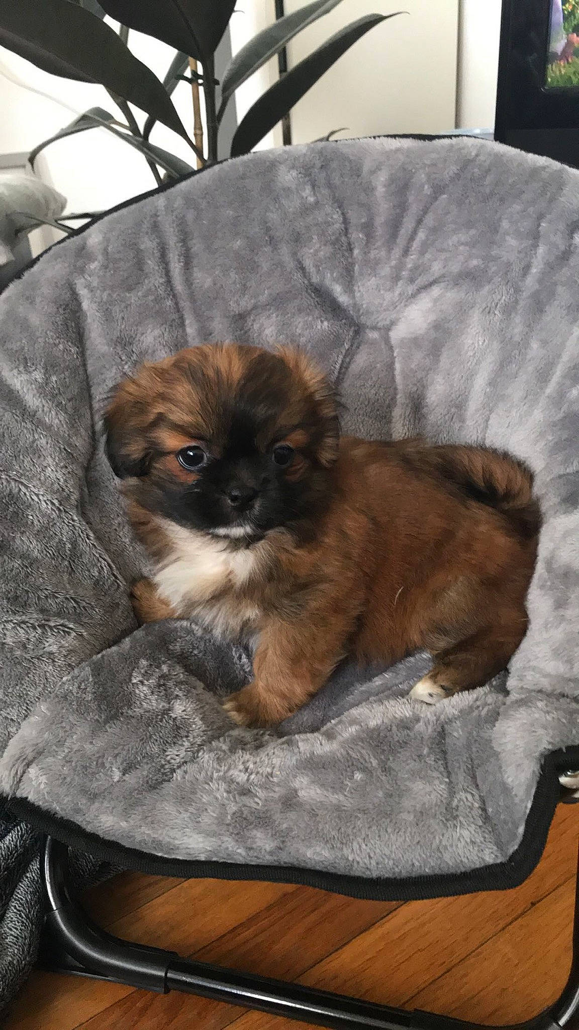 Oscar a rejoint le concours — aidez-le/la à gagner de superbes lots ! canidae, carnivore, cavachon, cavapoo, chinese_imperial_dog, companion_dog, dog, dog_breed, fawn, lhasa_apso, liver, mammal, morkie, puppy, shih_tzu, sporting_group, tibetan_spaniel, toy_dog, vertebrate, yorkipoo