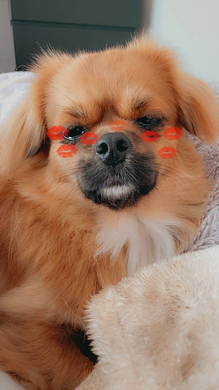 Oscar a rejoint le concours — aidez-le/la à gagner de superbes lots ! ancient_dog_breeds, canidae, carnivore, companion_dog, dog, dog_breed, fawn, fur, mammal, pekingese, puppy, puppy_love, rare_breed_dog, snout, sporting_group, tibetan_spaniel, toy_dog, vertebrate, whiskers