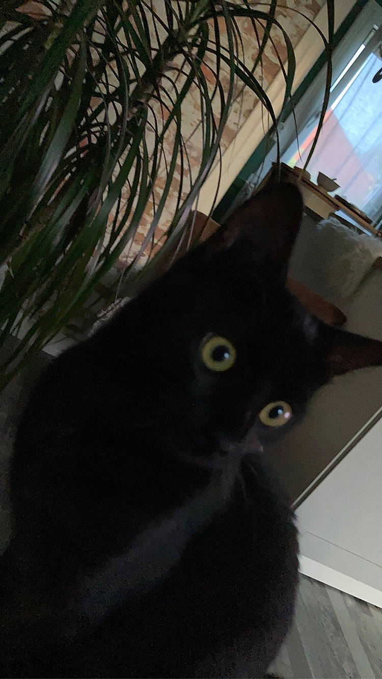 Ruby a rejoint le concours — aidez-le/la à gagner de superbes lots ! black, black_cat, bombay, carnivore, cat, domestic_short_haired_cat, eye, felidae, fur, kitten, small_to_medium_sized_cats, snout, tail, whiskers, window