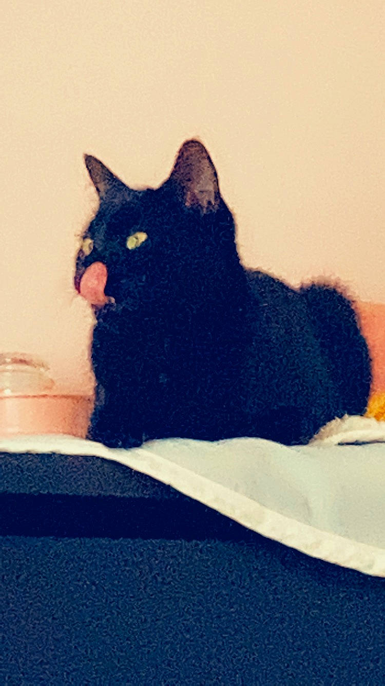 Ruby a rejoint le concours — aidez-le/la à gagner de superbes lots ! asian, black_cat, bombay, british_shorthair, carnivore, cat, chartreux, domestic_short_haired_cat, felidae, kitten, korat, mammal, small_to_medium_sized_cats, tail, whiskers