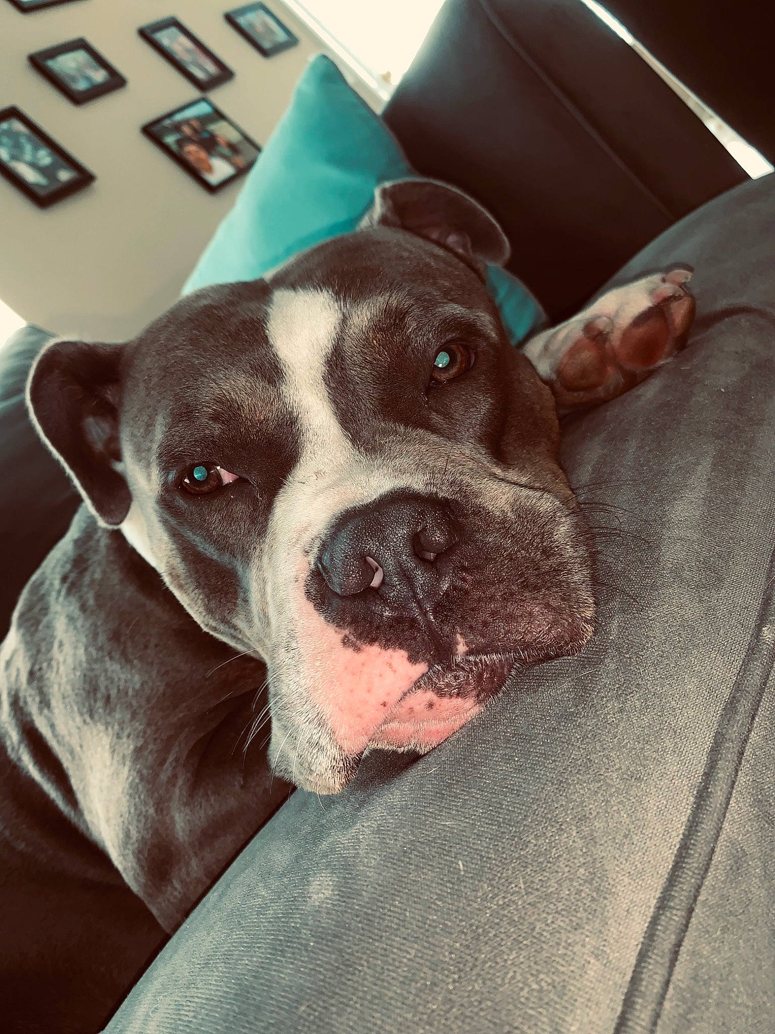 Diesel joined the competition — help win amazing prizes! american_pit_bull_terrier, american_staffordshire_terrier, canidae, carnivore, dog, dog_breed, ear, eye, fawn, head, mammal, non_sporting_group, nose, pit_bull, puppy, rare_breed_dog, skin, snout, sporting_group, valley_bulldog