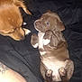 Blue Dream is registered to the contest to win money with this photo: dog, puppy, brown_dog, cute, pet, animal, lying_down, blanket, paw, fur, sniffing, tattoo, close_up, indoor, companion, friendship, playful, adorable, pet_owner, cozy