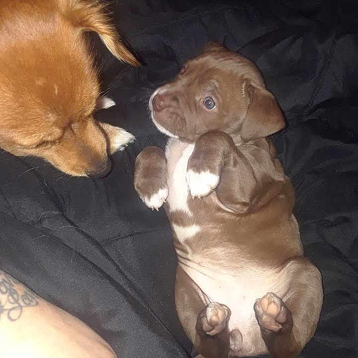 Blue Dream is registered to the contest to win money with this photo: adorable, animal, blanket, brown_dog, close_up, companion, cozy, cute, dog, friendship, fur, indoor, lying_down, paw, pet, pet_owner, playful, puppy, sniffing, tattoo