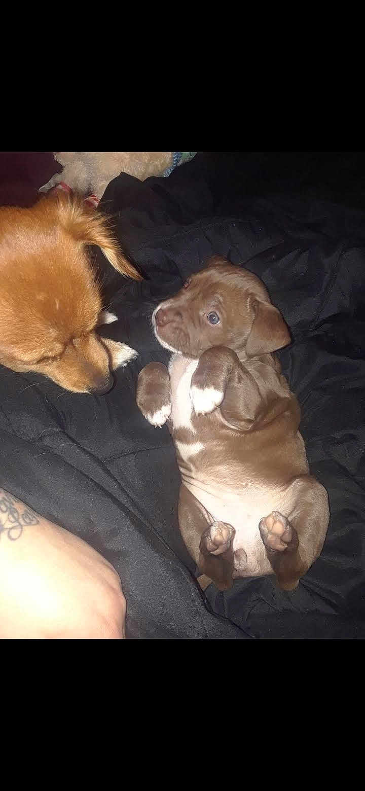 Blue Dream is registered to the contest to win money with this photo: dog, puppy, brown_dog, cute, pet, animal, lying_down, blanket, paw, fur, sniffing, tattoo, close_up, indoor, companion, friendship, playful, adorable, pet_owner, cozy