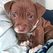 Blue Dream joined the competition — help win amazing prizes! puppy, dog, brown, white_paws, close_up, cute, pet, animal, indoor, blanket, cozy, soft, fur, young, couch, resting, paw, face, looking, adorable