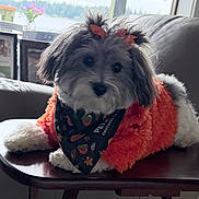 Honey is registered to the contest to win money with this photo: bandana, bows, clothing, cute, dog, fluffy, furniture, gray, indoor, jacket, living_room, long_hair, neckerchief, pet, portrait, red, sitting, small_dog, table, white