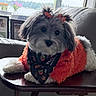 dog, small_dog, fluffy, pet, portrait, indoor, sitting, table, jacket, clothing, neckerchief, bandana, bows, red, white, gray, long_hair, cute, living_room, furniture