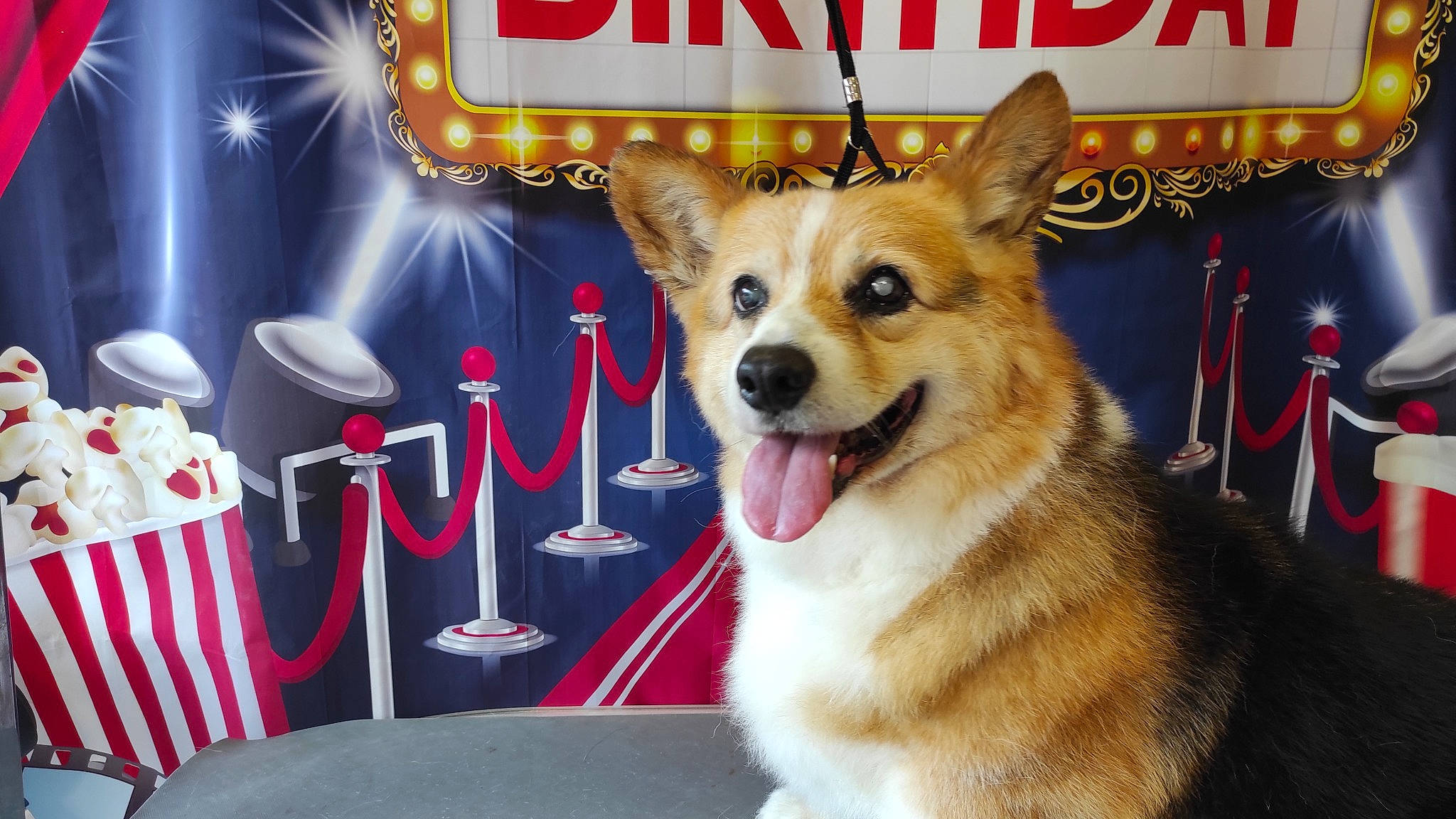 Darwin participe au concours pour gagner de l'argent avec cette photo : carnivore, collar, companion_dog, dog, dog_breed, dog_collar, dog_supply, event, fawn, font, fur, holiday, leash, light, logo, pet_supply, photo_caption, snout, sporting_group, whiskers