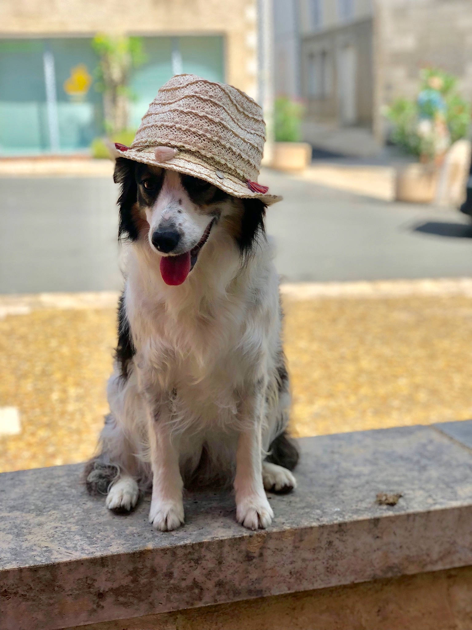 Irka a rejoint le concours — aidez-le/la à gagner de superbes lots ! cap, carnivore, companion_dog, dog, dog_breed, dog_supply, eyewear, fashion_accessory, fur, goggles, grass, hat, leash, plant, snout, spaniel, sporting_group, sunglasses, toy_dog, vision_care