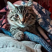 Sassy joined the competition — help win amazing prizes! cat, tabby, pet, animal, cozy, blanket, furry, cute, indoor, resting, curious, closeup, face, whiskers, ears, soft, comfort, warm, relaxed, domestic