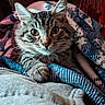 cat, tabby, pet, animal, cozy, blanket, furry, cute, indoor, resting, curious, closeup, face, whiskers, ears, soft, comfort, warm, relaxed, domestic