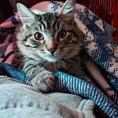 Sassy joined the competition — help win amazing prizes! cat, tabby, pet, animal, cozy, blanket, furry, cute, indoor, resting, curious, closeup, face, whiskers, ears, soft, comfort, warm, relaxed, domestic