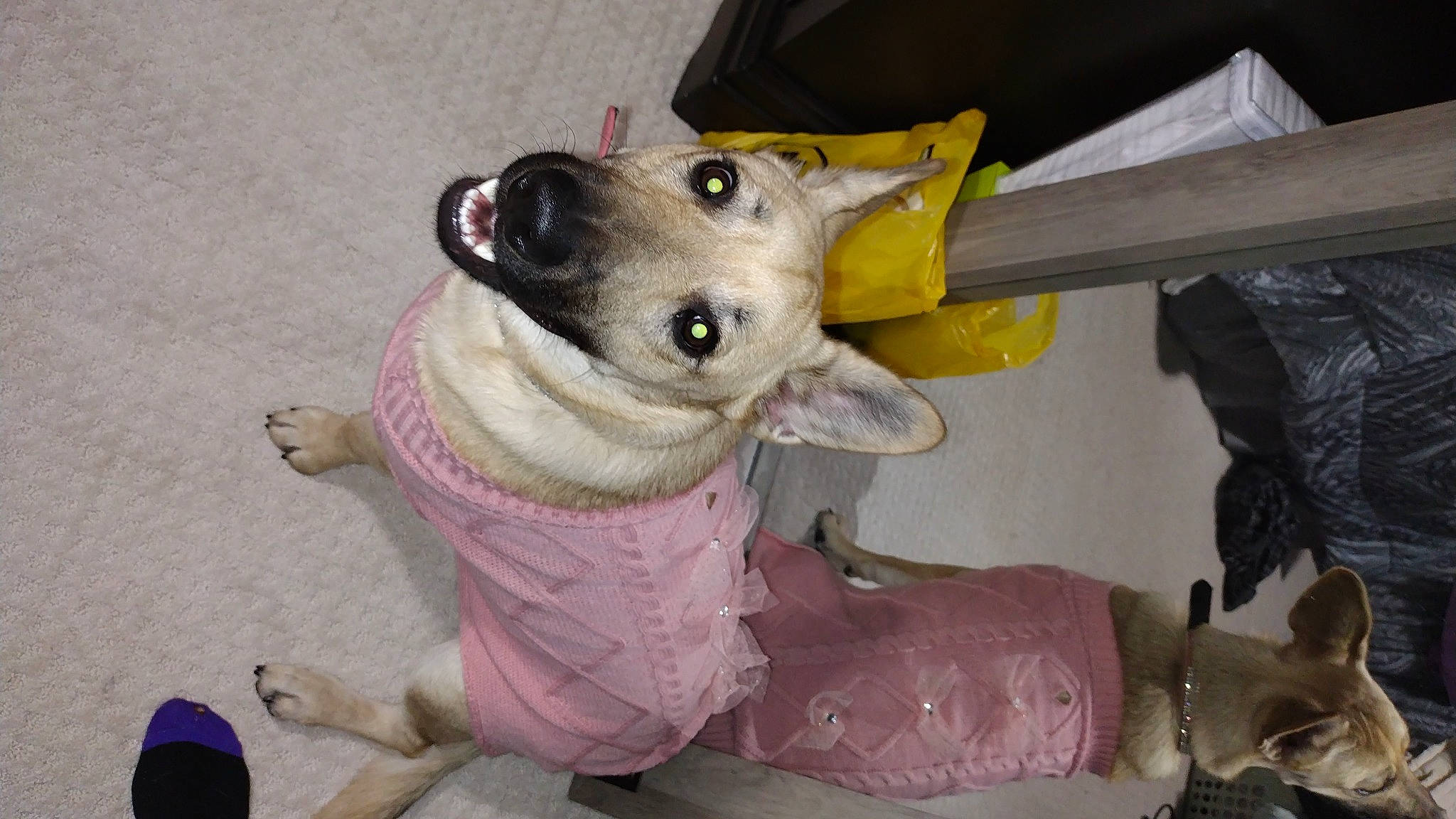 Coco is registered to the contest to win money with this photo: carnivore, chihuahua, collar, companion_dog, dog, dog_breed, dog_clothes, dog_collar, dog_supply, ear, fawn, fur, leash, paw, pet_supply, pink, sporting_group, toy_dog, whiskers, working_animal