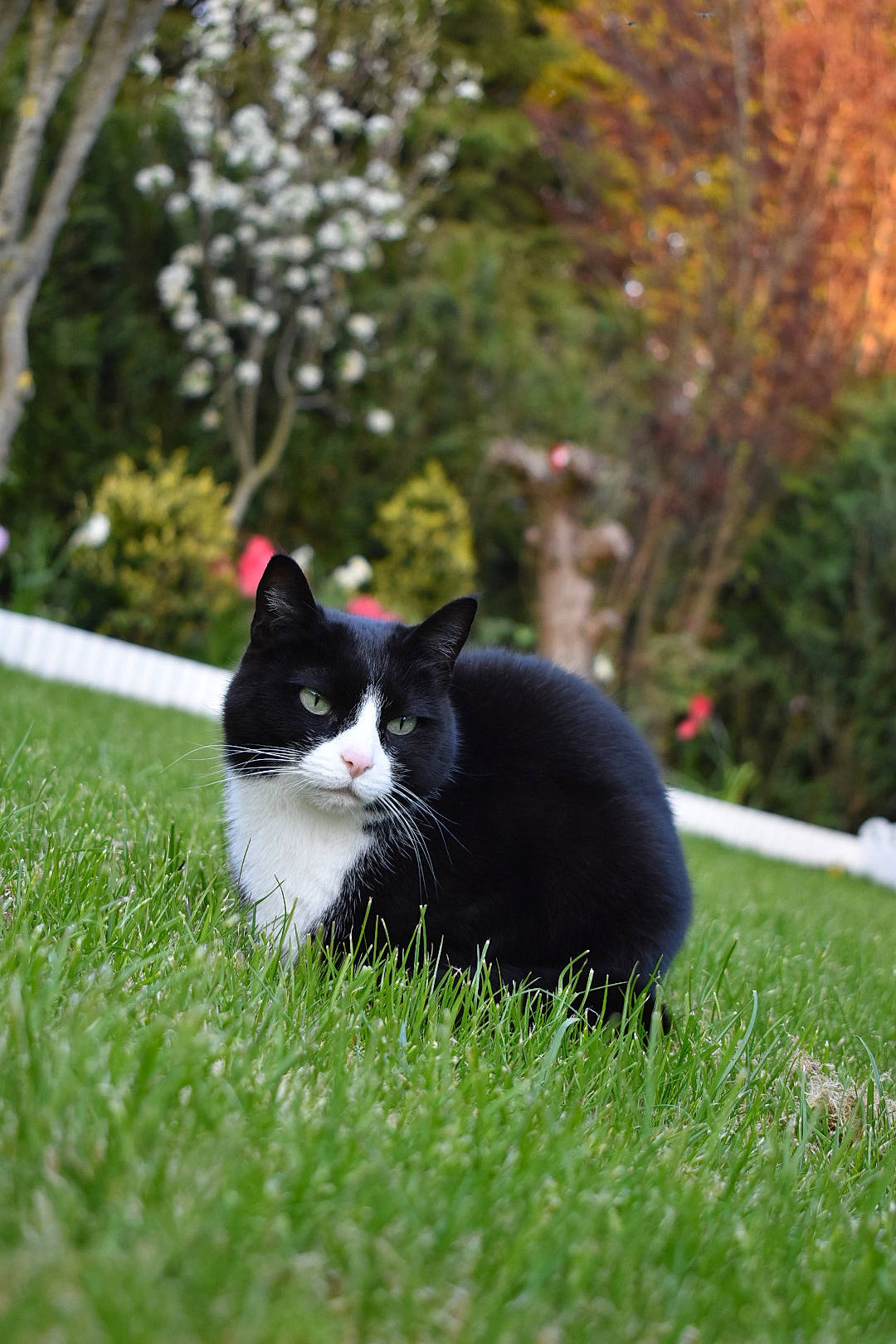 Mimine participe au concours pour gagner de l'argent avec cette photo : black_cat, carnivore, cat, dog_breed, domestic_short_haired_cat, felidae, flower, fur, grass, groundcover, lawn, plant, sitting, small_to_medium_sized_cats, snout, tail, tree, vertebrate, whiskers, wildlife