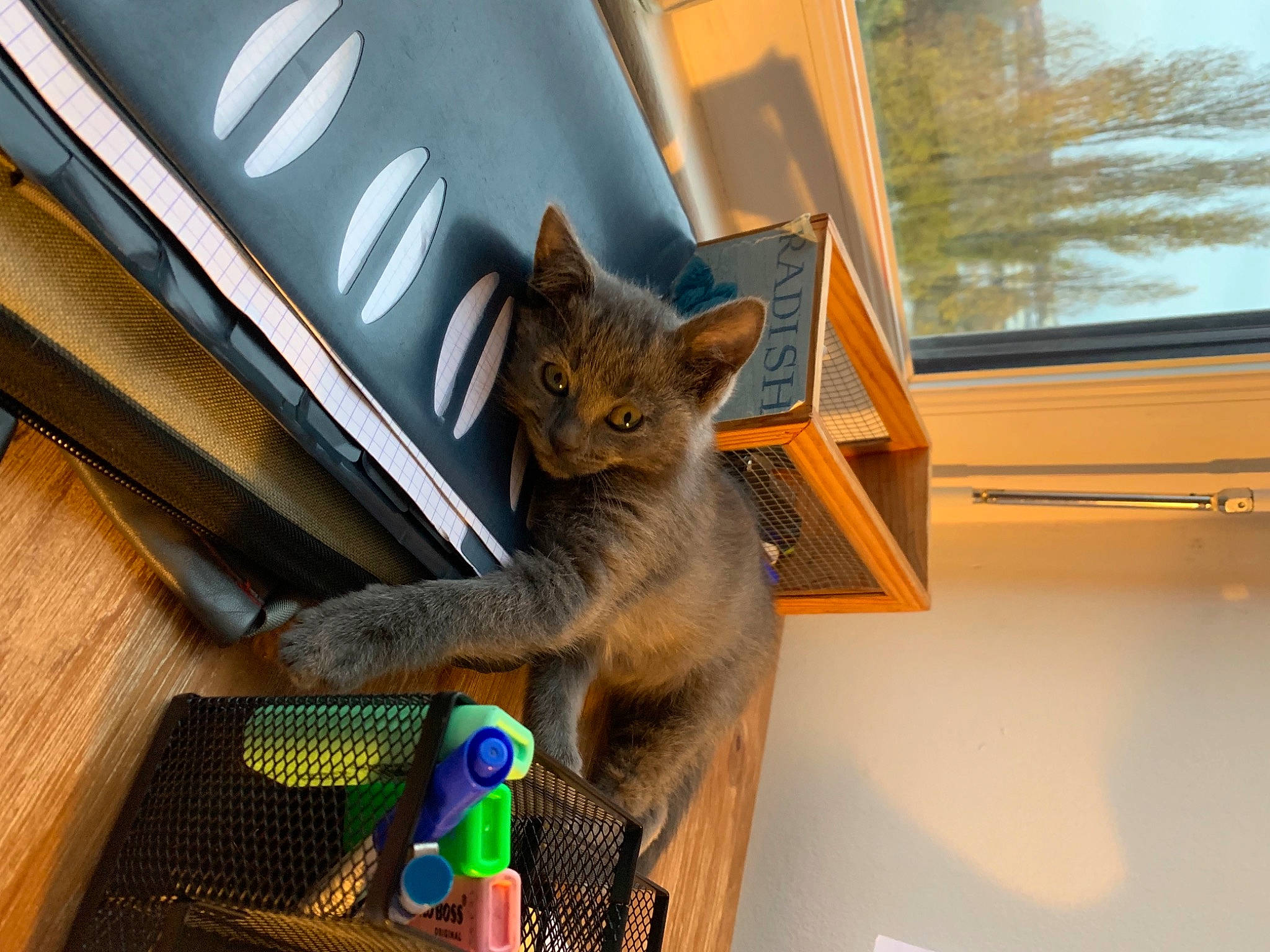 Pénélope a rejoint le concours — aidez-le/la à gagner de superbes lots ! box, carnivore, cat, domestic_short_haired_cat, fawn, felidae, fur, house, metal, roof, room, russian_blue, small_to_medium_sized_cats, tail, tree, whiskers, window, wood