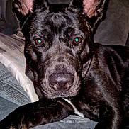 Bambi is registered to the contest to win money with this photo: animal, bedroom, black_dog, blanket, canine, close_up, couch, dog, domestic_animal, ears, face, fur, home, indoor, looking_at_camera, lying_down, nose, pet, pillow, resting