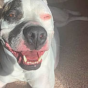 Smokey joined the competition — help win amazing prizes! dog, canine, pet, white_dog, black_spot, close_up, portrait, smiling, teeth, nose, muzzle, eye, squint, happy, playful, indoor, carpet, sunlight, shadow, tongue