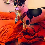 Oero joined the competition — help win amazing prizes! bed, black_and_white, blanket, cozy, cute, digital_filter, dog, fabric, fur, glasses_filter, indoor, pacifier_filter, pet, portrait, red, room, shelf, small_dog, stuffed_animal, wall