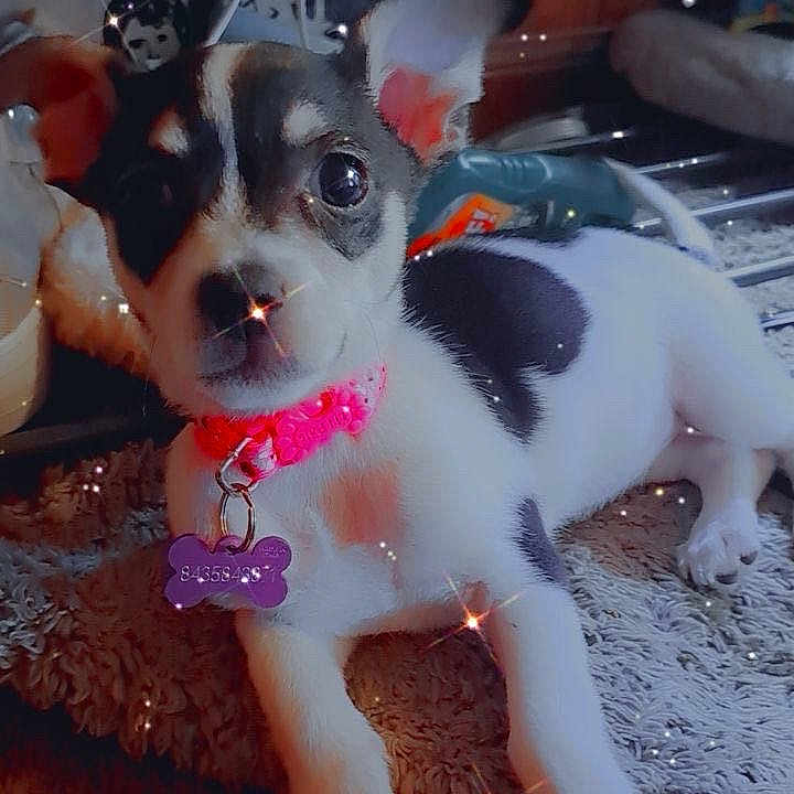 Oero joined the competition — help win amazing prizes! background_photo, black_and_white, close_up, collar, cute, dog, ears, fur, indoor, lying_down, nose, paw, pet, pink_collar, puppy, purple_tag, rug, small_dog, sparkles, tag
