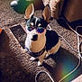 Oero joined the competition — help win amazing prizes! accessory, black_and_white, cable, carpet, chair, cool, dog, floor, footwear, household, indoor, person_leg, pet, rainbow_light, reflection, shadow, sitting, small_dog, sunglasses, vent