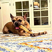 Lola Bean joined the competition — help win amazing prizes! dog, french_bulldog, playing, chewing, stick, carpet, indoor, furniture, cabinet, floor, pet, animal, tongue_out, paw, home, cozy, brown_dog, resting, closeup, cute
