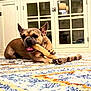 dog, french_bulldog, playing, chewing, stick, carpet, indoor, furniture, cabinet, floor, pet, animal, tongue_out, paw, home, cozy, brown_dog, resting, closeup, cute