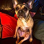 Lola Bean is registered to the contest to win money with this photo: dog, french_bulldog, pet, indoor, couch, red_pillow, animal, sitting, brown_fur, person_arm, cozy, closeup, portrait, looking_at_camera, paw, snout, ears, home, relaxed, companion
