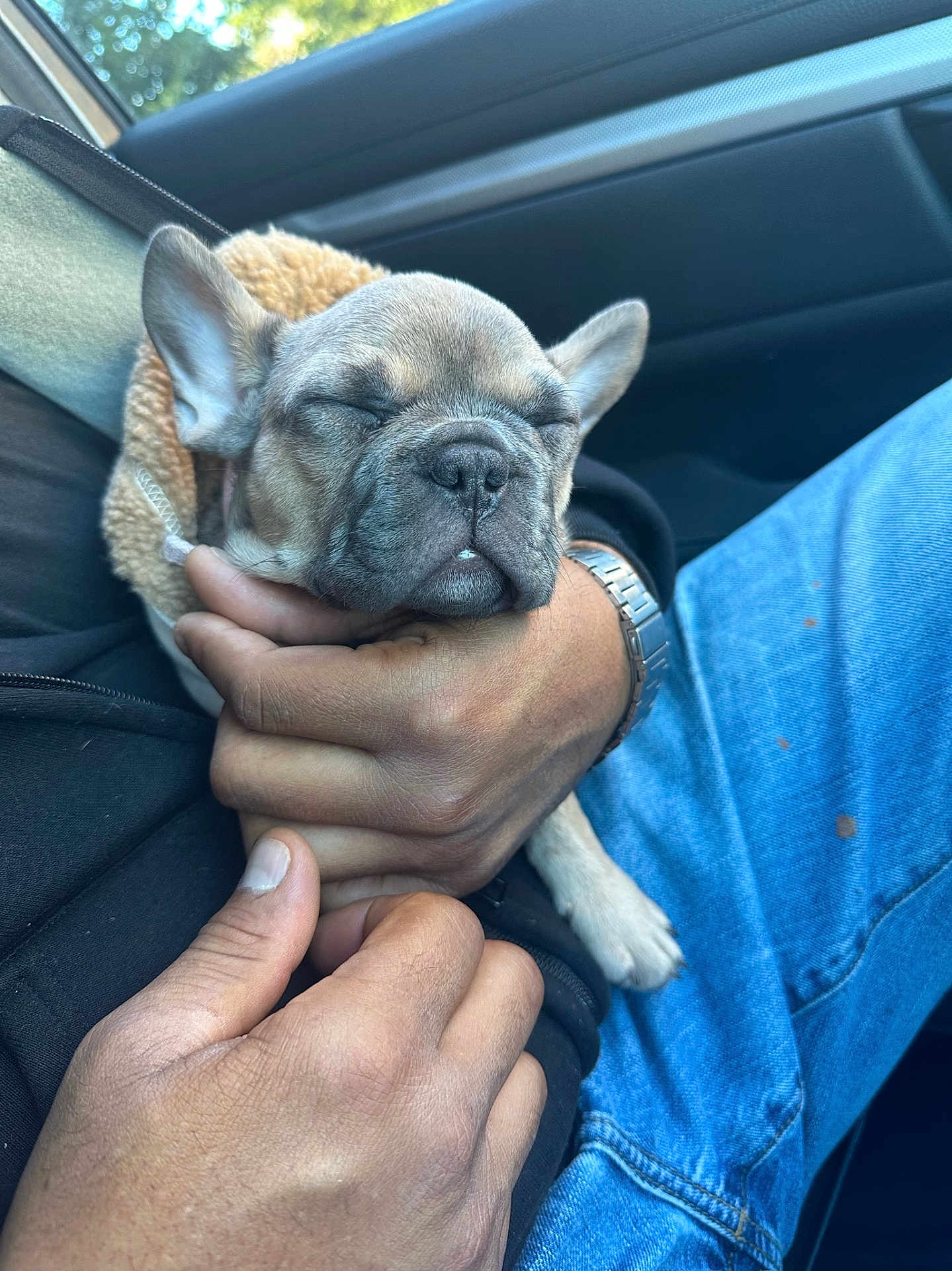 Lola Bean is registered to the contest to win money with this photo: dog, puppy, french_bulldog, sleeping, hand, jacket, car_interior, blue_jeans, casual, cozy, close_up, pet, resting, cute, fur, animal, domestic, mammal, relaxed, companion