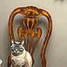 Kiara is registered to the contest to win money with this photo: cat, feline, striped_cat, sitting, chair, wooden_chair, vintage_furniture, indoor, pet, domestic_animal, fur, whiskers, ears, tail, calm, relaxed, home, decor, animal, furniture