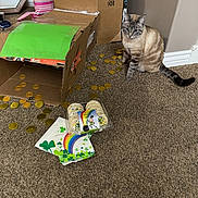 Kiara is registered to the contest to win money with this photo: cat, cardboard_box, carpet, gold_coins, napkins, cookies, st_patricks_day, shamrocks, indoor, wall, floor, decorations, curious, pet, animal, feline, container, treats, celebration, holiday