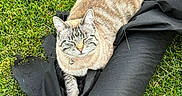Kiara is registered to the contest to win money with this photo: cat, animal, pet, outdoor, grass, greenery, fabric, black, roll, striped, relaxed, sunlight, collar, feline, nature, resting, closeup, daytime, peaceful, cute