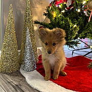 Hela is registered to the contest to win money with this photo: puppy, dog, christmas_tree, holiday_decor, festive, red, white, green, sparkle, cone_decorations, flooring, indoors, cute, pet, small_dog, fur, christmas_lights, decorations, holiday, tree_skirt