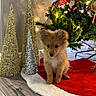 puppy, dog, christmas_tree, holiday_decor, festive, red, white, green, sparkle, cone_decorations, flooring, indoors, cute, pet, small_dog, fur, christmas_lights, decorations, holiday, tree_skirt