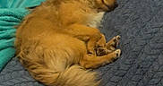 Hela is registered to the contest to win money with this photo: dog, sleeping, blanket, cozy, fur, pet, resting, indoor, cute, small_dog, curled_up, bed, comfort, animal, relaxation, furry, domestic_animal, canine, nap, soft
