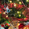 puppy, dog, christmas_tree, christmas_lights, ornaments, wrapped_presents, holiday, festive, decorations, ribbon, gift_box, cute, fluffy, sitting, indoors, holiday_season, celebration, festivity, tree_skirt, toy