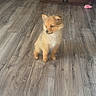 Hela is registered to the contest to win money with this photo: puppy, dog, floor, wooden_floor, dog_bed, toy, plant, indoor, pet, small_dog, curious, fluffy, brown, cozy, home, domestic, cute, animal, young, fur
