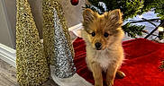 Hela joined the competition — help win amazing prizes! adorable, christmas, christmas_lights, christmas_tree, cute, decorative_cones, dog, festive, fluffy, gold_decorations, holiday_decor, holiday_season, indoor, ornaments, pet, puppy, red_tree_skirt, silver_decorations, small_dog, wood_floor