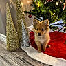 Hela joined the competition — help win amazing prizes! puppy, dog, christmas_tree, holiday_decor, red_tree_skirt, gold_decorations, silver_decorations, festive, indoor, wood_floor, cute, pet, small_dog, fluffy, christmas_lights, ornaments, decorative_cones, holiday_season, christmas, adorable