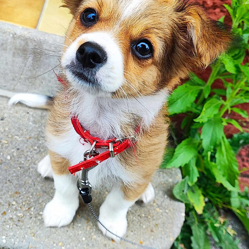 Aïko a rejoint le concours — aidez-le/la à gagner de superbes lots ! accessories, animal, canine, cockerspaniel, dog, herbal, herbs, hound, jar, leaf, leash, papillon, pet, plant, planter, pottedplant, pottery, puppy, slate, strap