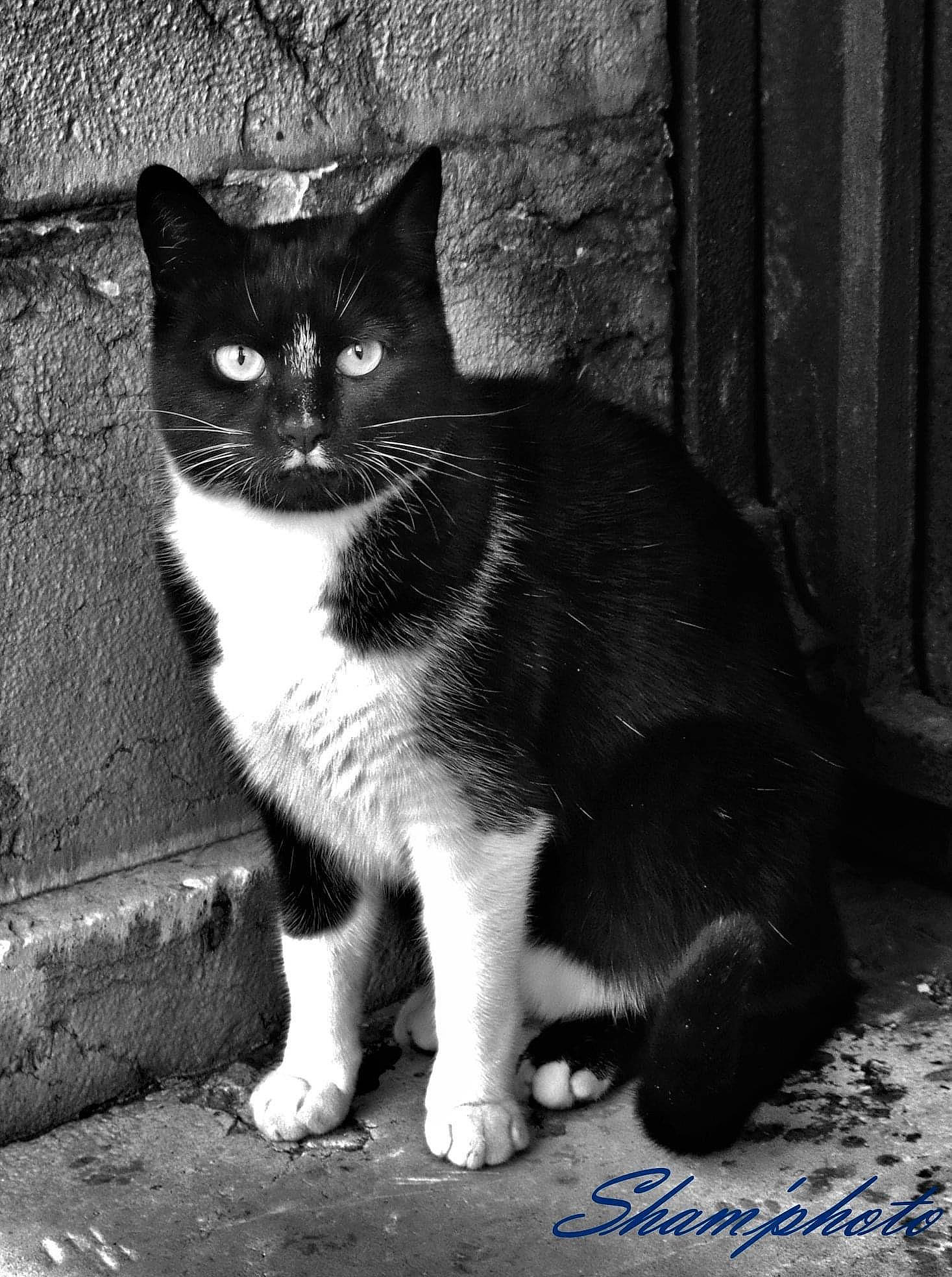 Le Chat A Moustache participe au concours pour gagner de l'argent avec cette photo : american_wirehair, asian, black_and_white, black_cat, carnivore, cat, domestic_short_haired_cat, eye, felidae, mammal, monochrome, monochrome_photography, ojos_azules, photography, polydactyl_cat, small_to_medium_sized_cats, snapshot, snout, tail, whiskers