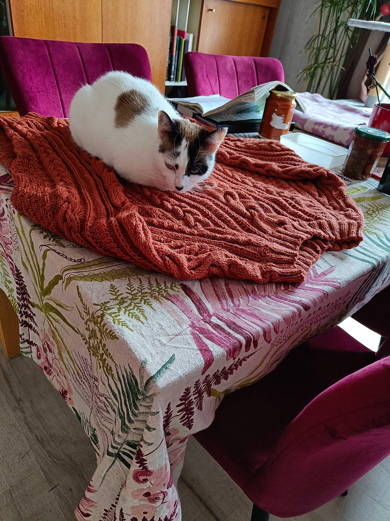 Louna participe au concours pour gagner de l'argent avec cette photo : carnivore, cat, comfort, domestic_short_haired_cat, fawn, felidae, flooring, fur, linens, magenta, pattern, pink, sitting, small_to_medium_sized_cats, tail, textile, whiskers, wood, wool, woolen