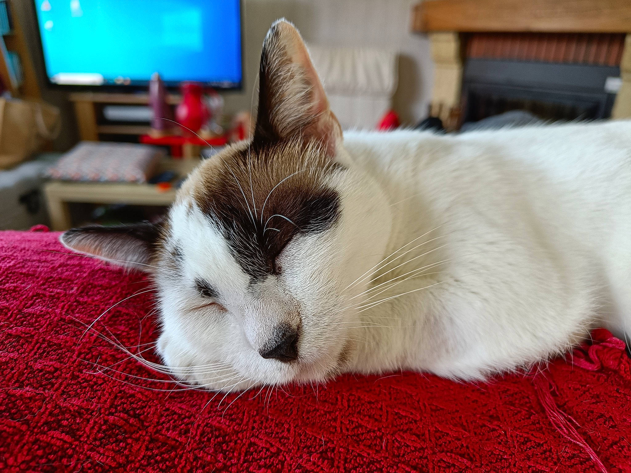 Louna a rejoint le concours — aidez-le/la à gagner de superbes lots ! cable_television, carnivore, carpet, cat, cat_supply, comfort, domestic_short_haired_cat, felidae, flooring, fur, home_appliance, led_backlit_lcd_display, linens, nap, paw, small_to_medium_sized_cats, snout, television, television_set, whiskers