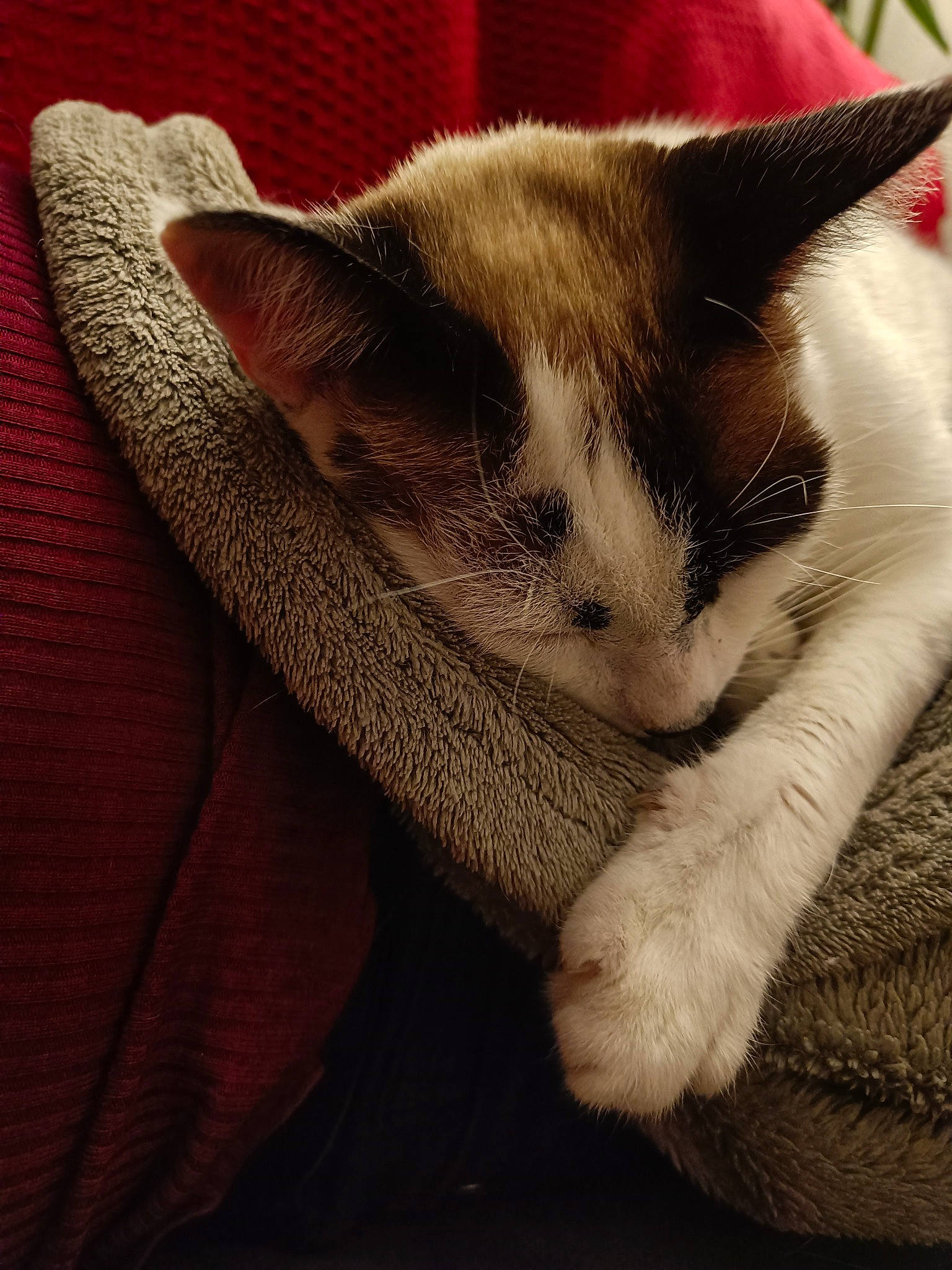 Louna a rejoint le concours — aidez-le/la à gagner de superbes lots ! carnivore, cat, claw, comfort, domestic_short_haired_cat, ear, fawn, felidae, foot, fur, human_leg, leg, nail, nap, paw, sleep, small_to_medium_sized_cats, snout, tail, whiskers