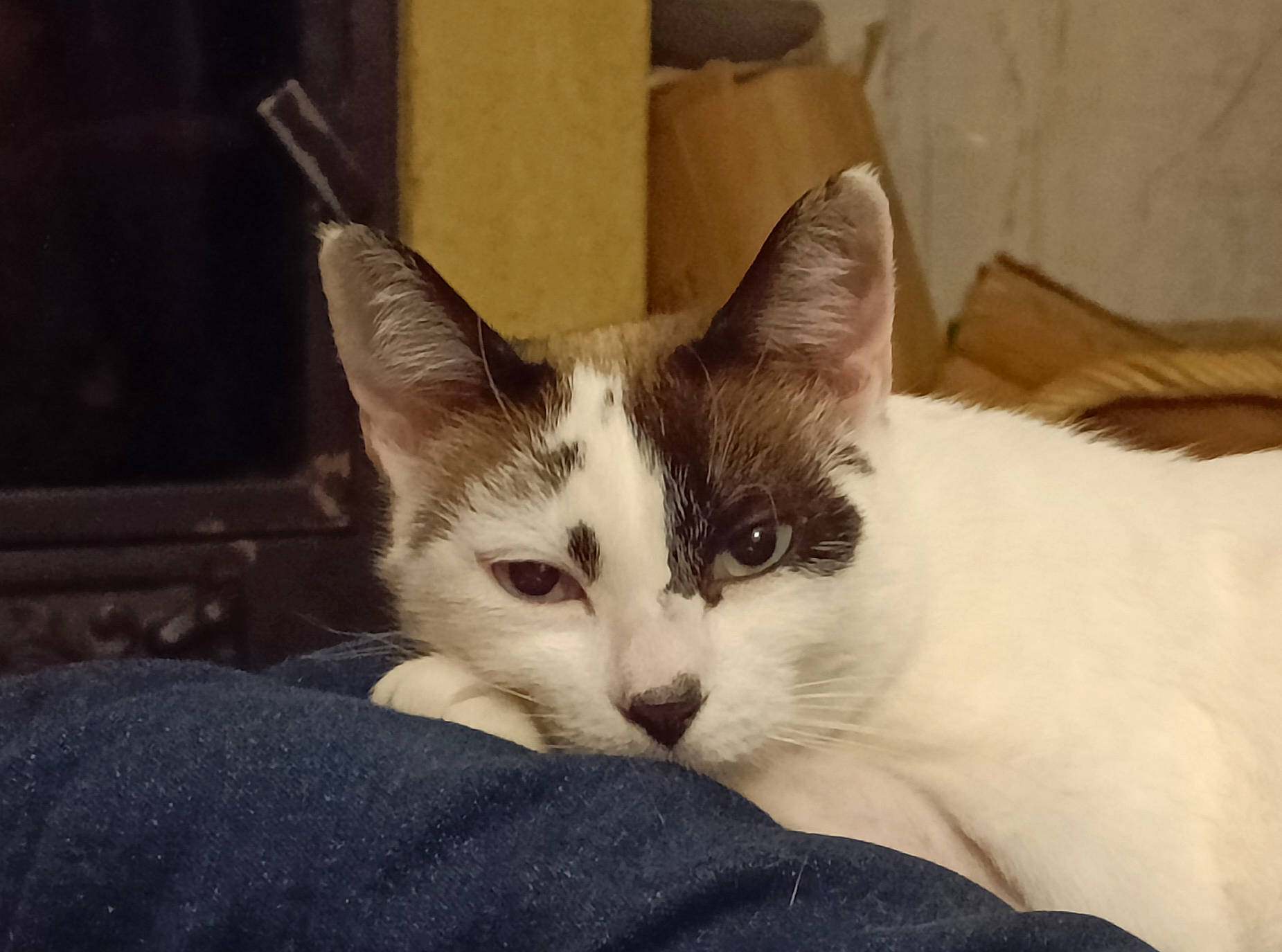 Louna participe au concours pour gagner de l'argent avec cette photo : box, carnivore, carton, cat, claw, comfort, domestic_short_haired_cat, felidae, fur, iris, paw, shipping_box, small_to_medium_sized_cats, snout, tail, whiskers, window