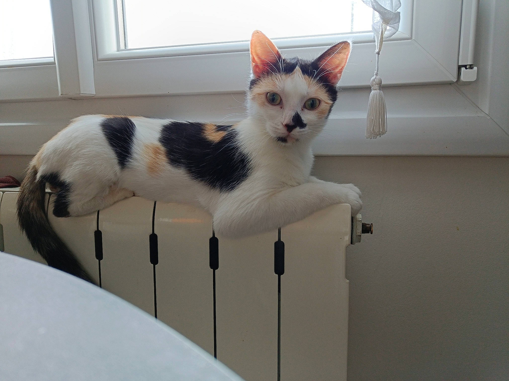 Lisbeth a rejoint le concours — aidez-le/la à gagner de superbes lots ! carnivore, cat, comfort, domestic_short_haired_cat, felidae, fence, fur, metal, paw, pet_supply, room, small_to_medium_sized_cats, snout, tail, whiskers, window, window_blind