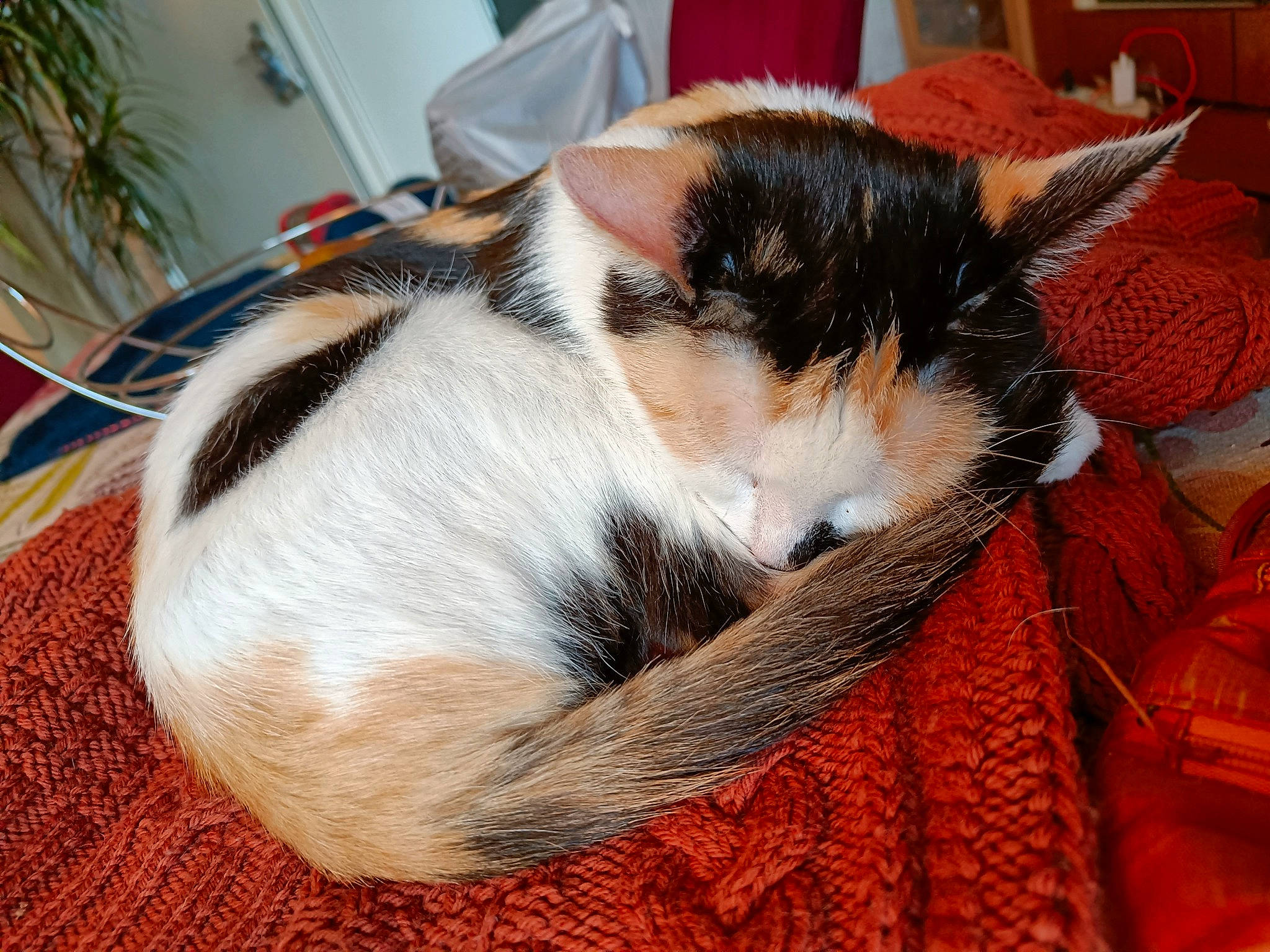 Lisbeth a rejoint le concours — aidez-le/la à gagner de superbes lots ! carnivore, cat, claw, comfort, domestic_short_haired_cat, fawn, felidae, fur, human_leg, lap, mammal, nap, paw, plant, small_to_medium_sized_cats, snout, tail, tree, whiskers, wood