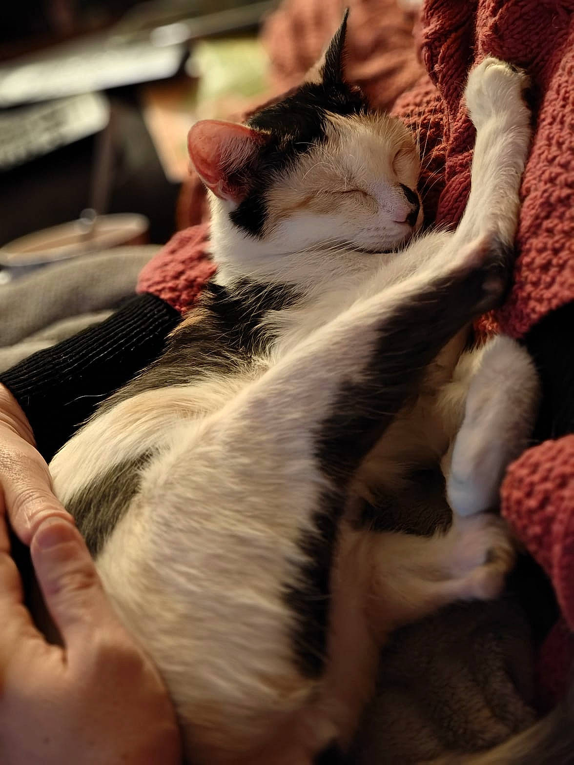 Lisbeth participe au concours pour gagner de l'argent avec cette photo : carnivore, cat, claw, comfort, domestic_short_haired_cat, fawn, felidae, fur, gesture, nail, paw, small_to_medium_sized_cats, snout, tail, whiskers