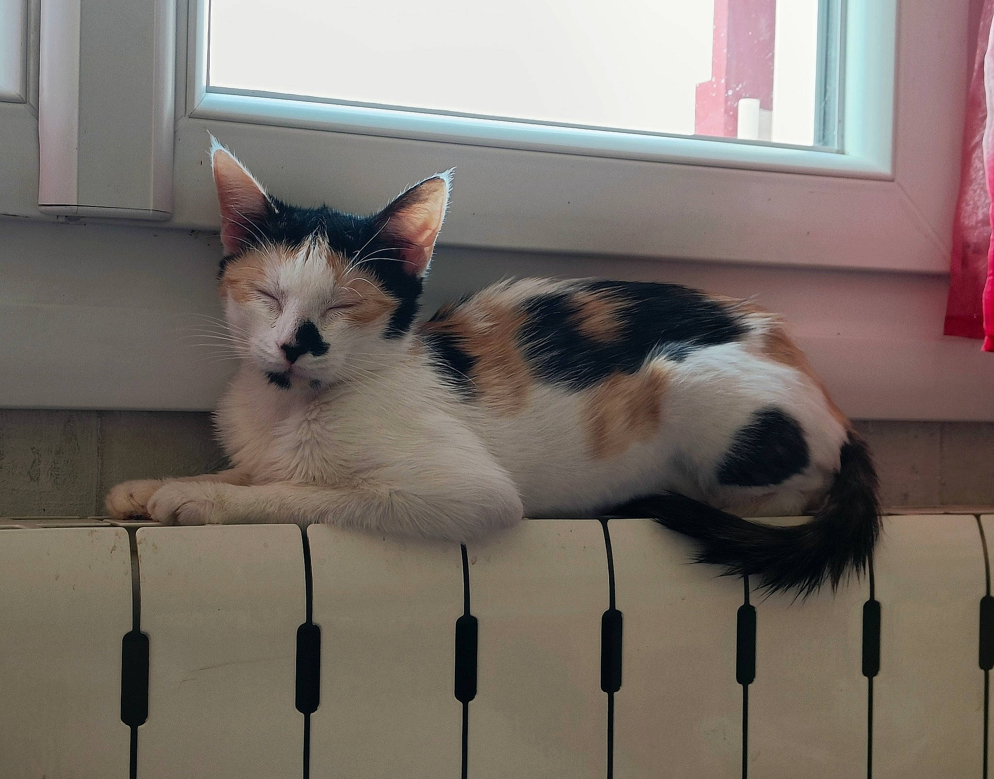 Lisbeth participe au concours pour gagner de l'argent avec cette photo : carnivore, cat, domestic_short_haired_cat, eye, felidae, fence, fixture, flooring, fur, line, paw, pet_supply, small_to_medium_sized_cats, snout, tail, terrestrial_animal, vertebrate, whiskers, window, window_blind