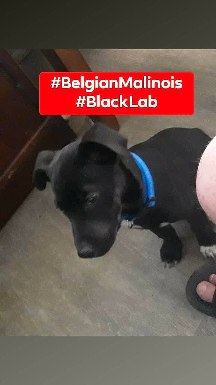 Bug is registered to the contest to win money with this photo: borador, canidae, carnivore, collar, companion_dog, dog, dog_breed, dog_collar, dog_supply, flooring, font, foot, fur, pet_supply, photo_caption, sandal, snout, sporting_group, tail, working_animal